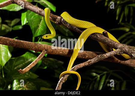 Dendroaspis angusticeps serpent mamba vert Banque D'Images