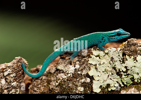 Electric Blue Day Gecko Lygodactylus williamsi Banque D'Images