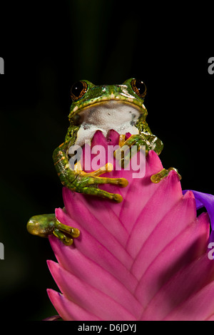 Big Eye Tree Frog Leptopelis vermiculatus Banque D'Images