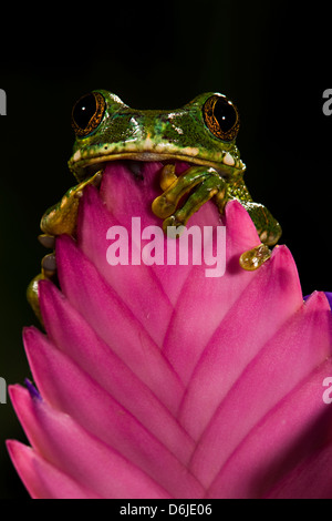 Big Eye Tree Frog Leptopelis vermiculatus Banque D'Images