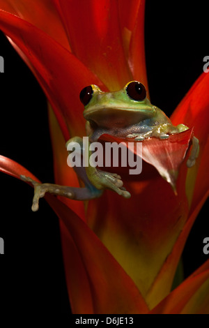 Maroon Big Eye Tree Frog Leptopelis sp. Banque D'Images