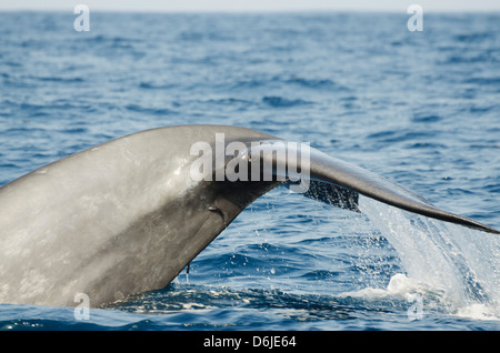 La baleine bleue, Province du Sud, océan Indien, Sri Lanka, Asie Banque D'Images