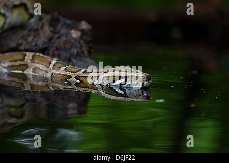 Burmese Python Python molurus bivittatus Serpent Banque D'Images