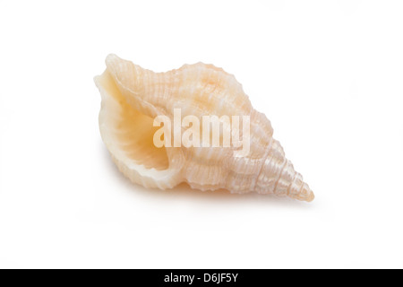 Coquilles de mer isolé sur fond blanc. Banque D'Images