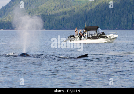 Regarder les pêcheurs de baleines à bosse à Quatsino Sound, Port Alice, l'île de Vancouver, Colombie-Britannique, Canada, Amérique du Nord Banque D'Images