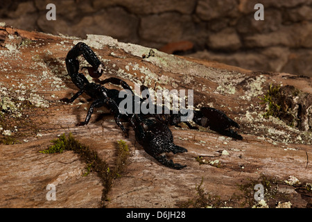 L'Empereur Scorpion Pandinus imperator Banque D'Images