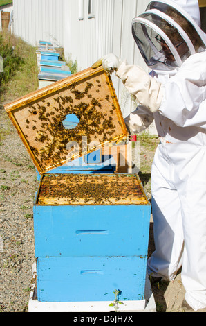 L'apiculture à l'Arlo's Honey Farm, Kelowna, British Columbia, Canada, Amérique du Nord Banque D'Images