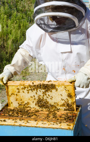 L'apiculture à l'Arlo's Honey Farm, Kelowna, British Columbia, Canada, Amérique du Nord Banque D'Images