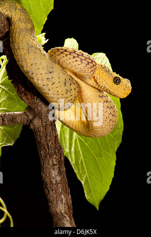 Atheris squamiger Serpent Viper Bush Banque D'Images