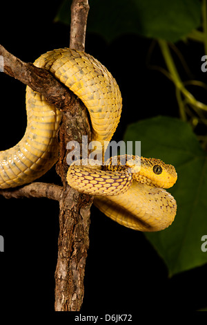 Atheris squamiger Serpent Viper Bush Banque D'Images