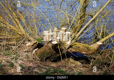 L'entretien des arbres sur la rive de la rivière Yare à Surlingham, Norfolk, Angleterre, Royaume-Uni. Banque D'Images