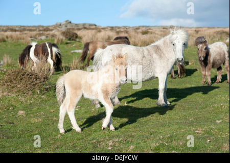 Poneys et poulain à Dartmoor, dans le Devon, Angleterre, Royaume-Uni Banque D'Images