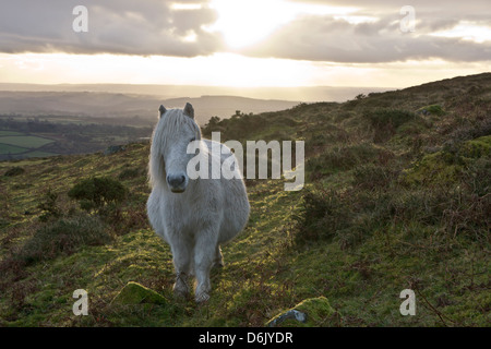 Dans la lumière du soir sur poney Dartmoor, Dartmoor National Park, Devon, Angleterre, Royaume-Uni Banque D'Images