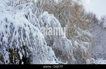 Snow covered trees Banque D'Images