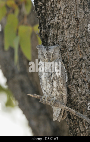 African Scops Owl Otus senegalensis photographié dans le parc transfrontalier Kgalagadi National Park, Afrique du Sud Banque D'Images