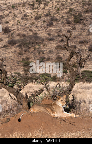Lioness (Panthera leo), Lewa Wildlife Conservancy, Laikipia, Kenya, Afrique de l'Est, l'Afrique Banque D'Images