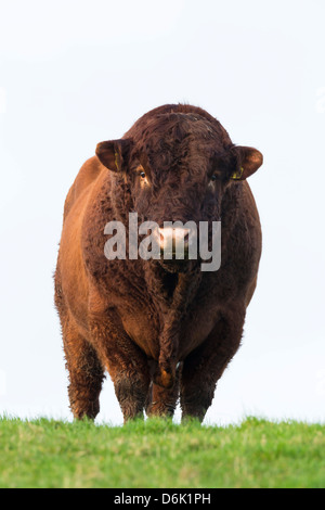 Bull dans les champs, Islay, Ecosse, Royaume-Uni, Europe Banque D'Images