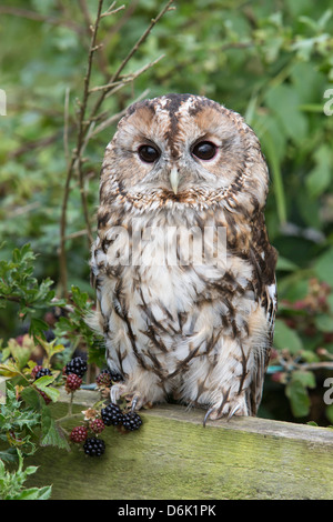 Tawny owl (Strix Aluco enr), Royaume-Uni, Europe Banque D'Images