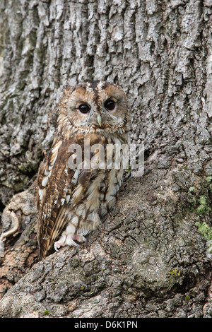 Tawny owl (Strix Aluco enr), captive, camouflée sur arbre, Royaume-Uni, Europe Banque D'Images