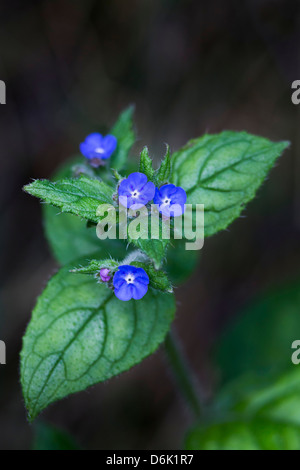 Orcanette vert (Pentaglottis sempervirens), Northumberland, Angleterre, Royaume-Uni, Europe Banque D'Images