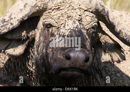 Buffle (Syncerus caffer) avec de la boue séchée, Parc national du lac Nakuru, Kenya, Afrique de l'Est, l'Afrique Banque D'Images