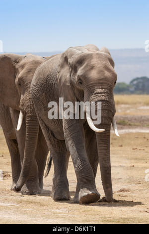 Les éléphants d'Afrique (Loxodonta africana), le Parc national Amboseli, Kenya, Afrique de l'Est, l'Afrique Banque D'Images