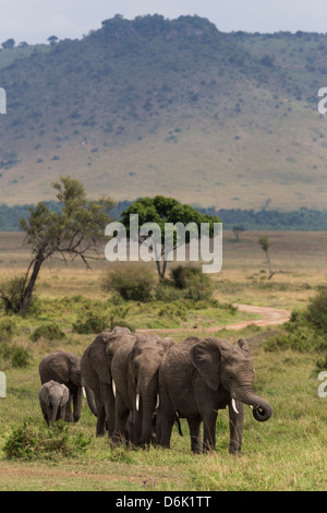 Elephant (Loxodonta africana) troupeau marchant à la rivière pour boire, Masai Mara National Reserve, Kenya, Afrique de l'Est, l'Afrique Banque D'Images