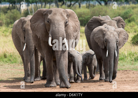 Elephant (Loxodonta africana) troupeau marchant à la rivière pour boire, Masai Mara National Reserve, Kenya, Afrique de l'Est, l'Afrique Banque D'Images