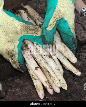 Les premières asperges de l'année est récoltée à un domaine de l'entreprise agricole Landwirtschafts Denissen GmbH & Co KG à Woebbelin, Allemagne, 30 mars 2012. Les asperges cultivées sur quatre hectares de terre, qui est chauffée par la chaleur des déchets d'une usine de biogaz, est récolté dans les prochains jours. Photo : Bernd Wuestneck Banque D'Images