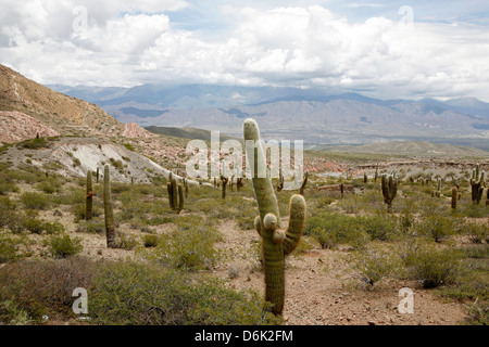 Paysage dans le Parc National Los Cardones, Province de Salta, Argentine, Amérique du Sud Banque D'Images