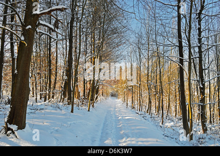 Scène d'hiver en milieu rural, près de Villingen-Schwenningen, forêt-Noire-baar, Baden-Wurttemberg, Germany, Europe Banque D'Images