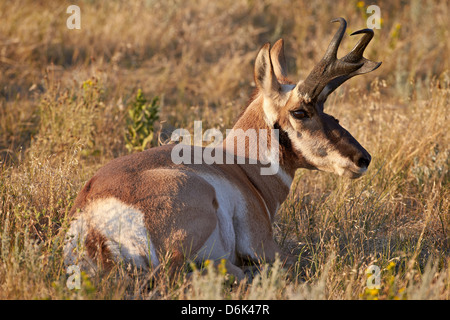 Pronghorn (Antilocapra americana) buck, Custer State Park, Dakota du Sud, États-Unis d'Amérique, Amérique du Nord Banque D'Images