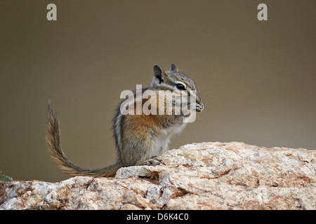 Le tamia mineur (Neotamias minimus) alimentation, Custer State Park, Dakota du Sud, États-Unis d'Amérique, Amérique du Nord Banque D'Images