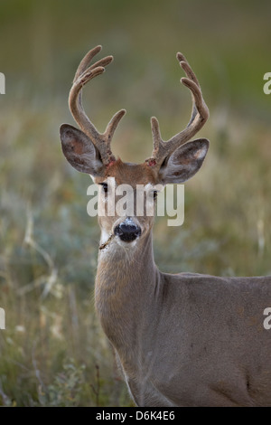 Le cerf de Virginie (Virginia) (cerf de Virginie (Odocoileus virginianus)) buck, Custer State Park, South Dakota, USA Banque D'Images