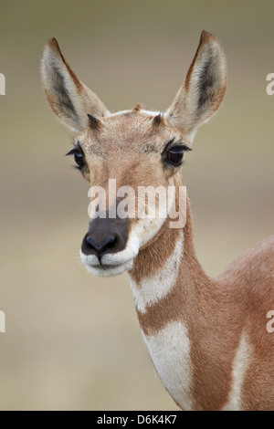 Pronghorn (Antilocapra americana) Doe, Custer State Park, Dakota du Sud, États-Unis d'Amérique, Amérique du Nord Banque D'Images