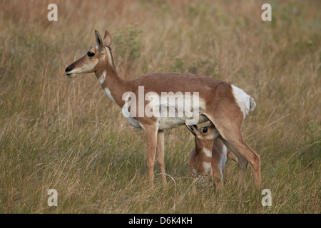 Pronghorn (Antilocapra americana) soins infirmiers, Custer State Park, Dakota du Sud, États-Unis d'Amérique, Amérique du Nord Banque D'Images