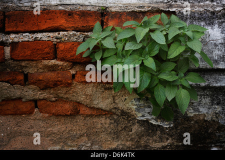 Le vert des plantes rampantes sur un mur de brique,crée un beau fonds de Banque D'Images