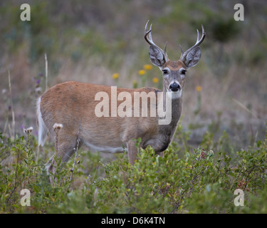 Le cerf de Virginie (Virginia) (cerf de Virginie (Odocoileus virginianus)) buck, Custer State Park, South Dakota, USA Banque D'Images