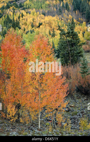 Aspens orange à l'automne, San Juan National Forest, Colorado, États-Unis d'Amérique, Amérique du Nord Banque D'Images