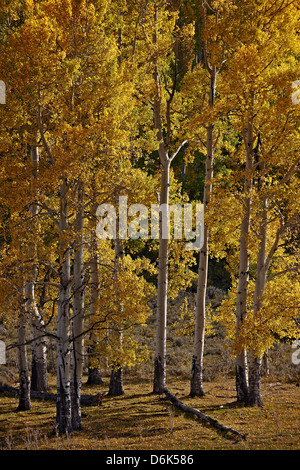 Les trembles jaunes à l'automne, San Miguel Comté, montagnes San Juan, Colorado, États-Unis d'Amérique, Amérique du Nord Banque D'Images