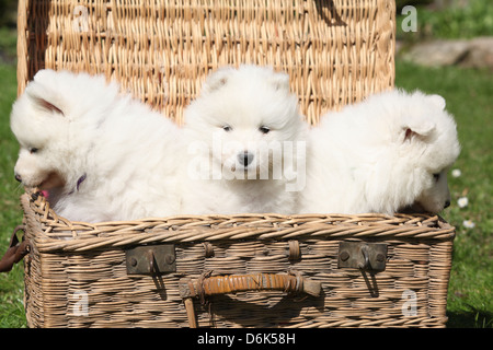 Trois chiots de samoyède à autour de l'osier fort Banque D'Images