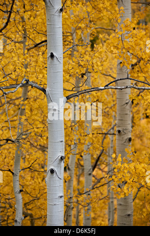 Les lignes entre les feuilles de peuplier jaune, Uncompahgre National Forest, Colorado, États-Unis d'Amérique, Amérique du Nord Banque D'Images