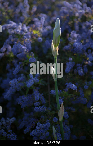 Bourgeons rose iris germanica avec fond bleu dans le jardin au printemps Banque D'Images