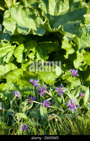 Centaurea montana bleu jardin des fleurs au printemps Banque D'Images