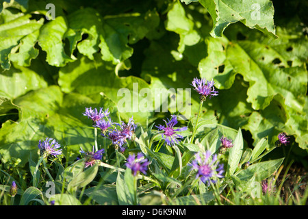 Centaurea montana bleu jardin des fleurs au printemps Banque D'Images