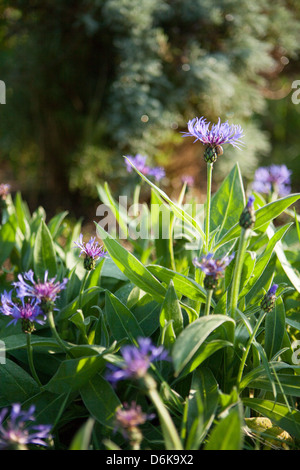 Centaurea montana bleu jardin des fleurs au printemps Banque D'Images