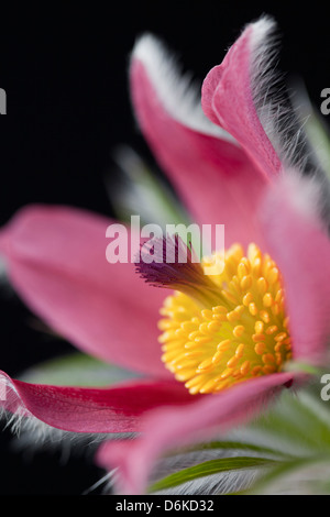 Gros plan studio de Pulsatilla vulgaris - Pasque fleur sur fond noir Banque D'Images