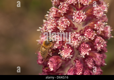 Petasites officinalis Banque D'Images