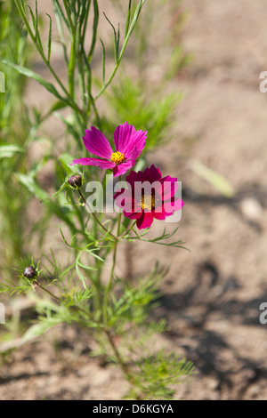 Rouge et violet fleurs cosmos dans le jardin de sable Banque D'Images