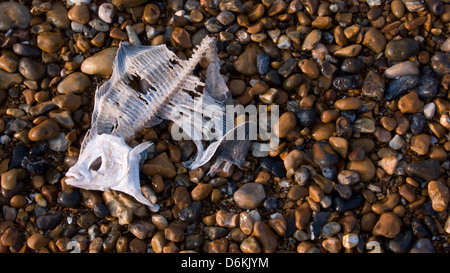 Squelette de poisson sur la plage, galets Banque D'Images
